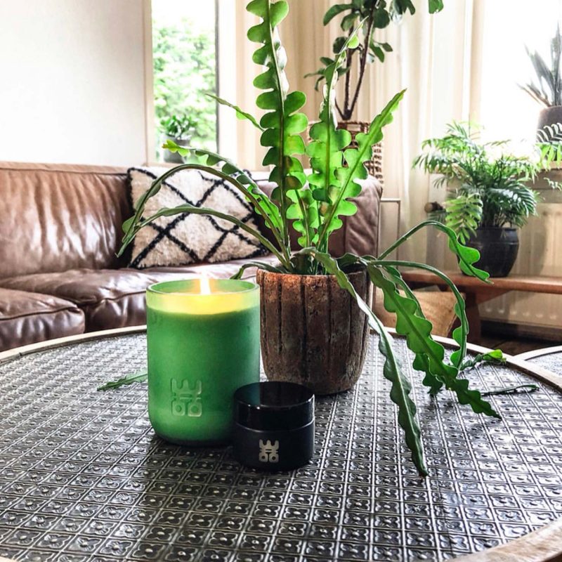 WOO lucky candle matt green extra large with plant